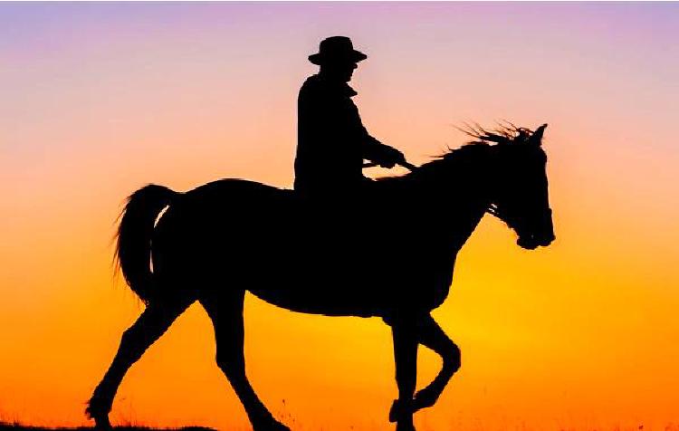 Связь человека и лошади: как селекция влияет на взаимоотношения