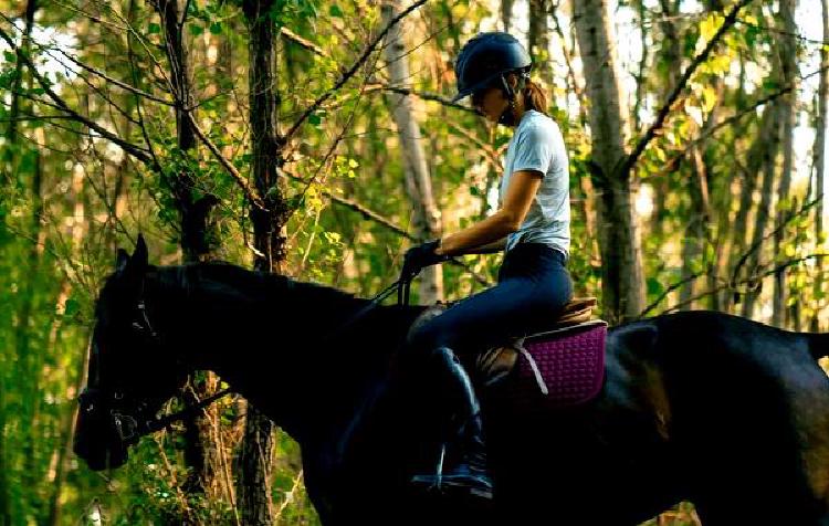 Разведение лошадей для конных игр: Острые ощущения от скорости и точности
