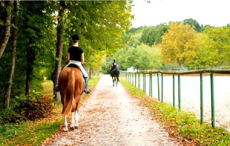 Тренировка лошадиного разума: Когнитивная наука в верховой езде