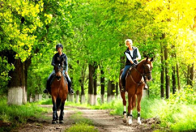 Оседлайте лошадь ради любви: Руководство для супружеской пары по верховой езде