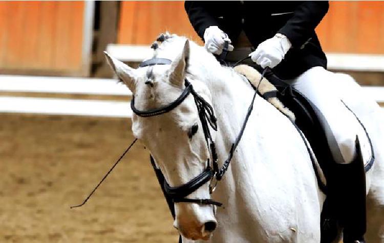 Здравомыслие в седле: Искусство психического здоровья в конном спорте