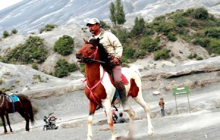 Подковы и исцеление: Преобразующая сила катания на спасенных лошадях