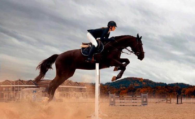 На гребне волны: Актуальные тенденции рынка конного спорта