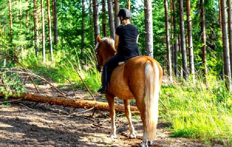 Копыта в гармонии: Катание на спасенных лошадях на пути к обновлению