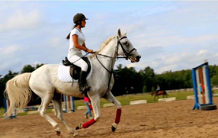 Лошади как целители: раскрытие потенциала конной терапии