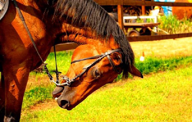 Борьба с пищевой агрессией у лошадей: Стратегии гармоничного кормления