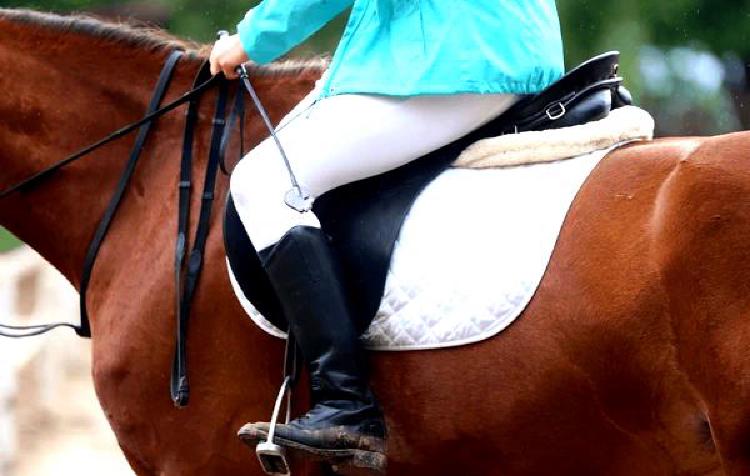 Наука, стоящая за прыжком: Понимание биомеханики лошадей