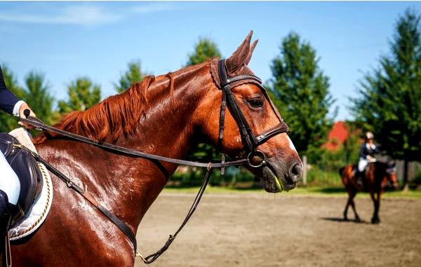 ### Знакомство с североамериканскими видами конного спорта