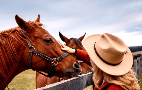 ### Понимание связи между всадником и лошадью