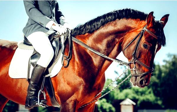 ### Богатая история занятий конным спортом